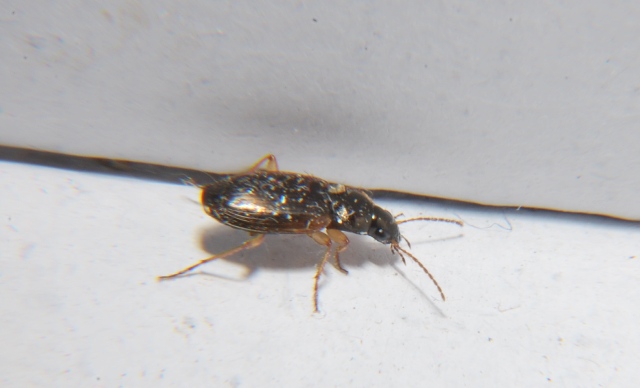 Olisthopus sp. (Carabidae)